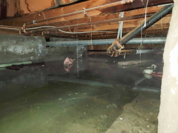 Best Local water damage restoration  in Mishicot, WI