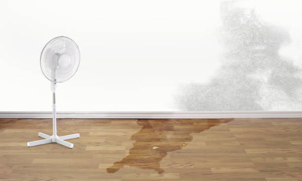Best Professional water damage repair  in Mishicot, WI